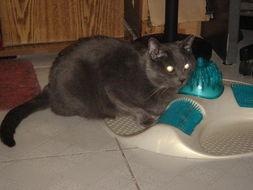 老猫的照片,岁月静好，岁月如歌